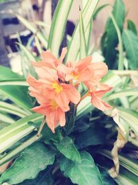 Close-up of orange flower