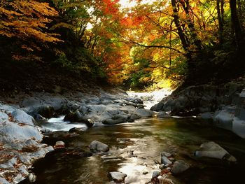 Surface level of stream in forest