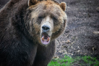 Close-up portrait of a bear