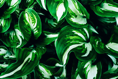 Full frame shot of fresh green plant