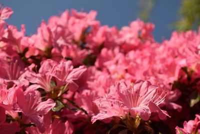 Close-up of pink azalea flowers in bloom