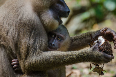 Close-up of monkey