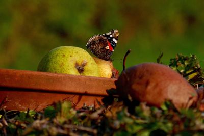 Close-up of fruits on plant