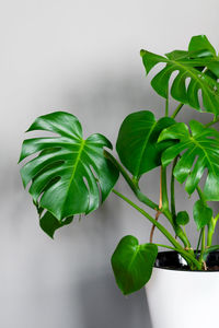 Beautiful monstera flower in a white pot stands on a gray background. urban jungle concept