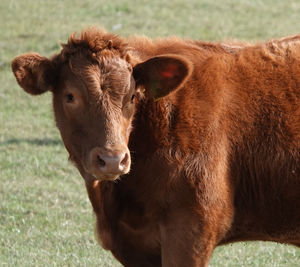 Cow in a field