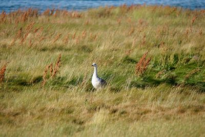 Bird amidst grass in field