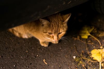 Close-up of cat