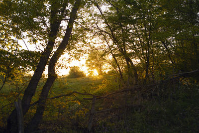 Trees in forest