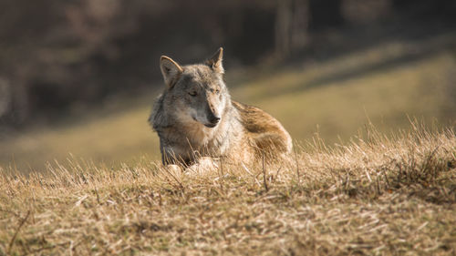Wolf sitting on field