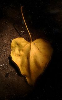 High angle view of banana leaf on black background