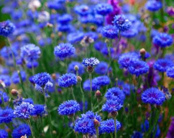 Close-up of purple flowering plants on field