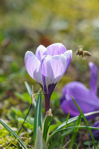 Close-up of purple crocus flowers on field