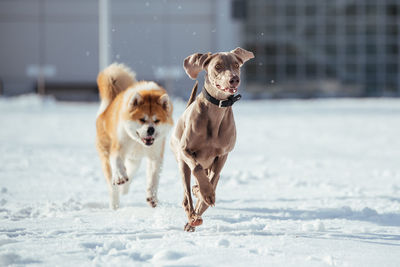 Dog running on snow covered landscape during winter