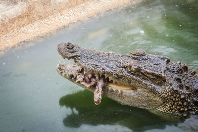 View of a turtle swimming in lake