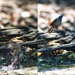 Close-up of bird in water