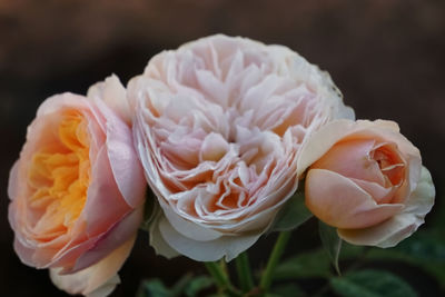 Close-up of blooming orange pastel color roses by natural light