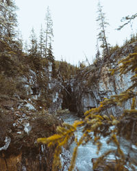 Scenic view of river amidst trees in forest against clear sky