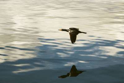 High angle view of bird flying over lake