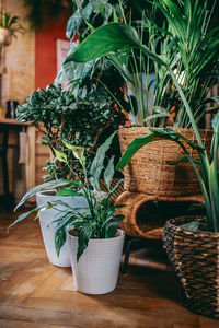 Potted plants in basket on table