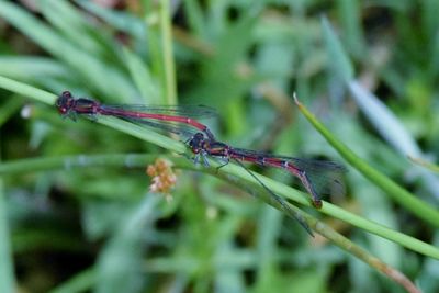 Close-up of damselfly on plant