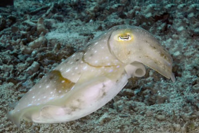 Close-up of fish swimming in sea