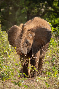 Elephant in forest