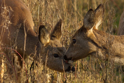 Deer on field