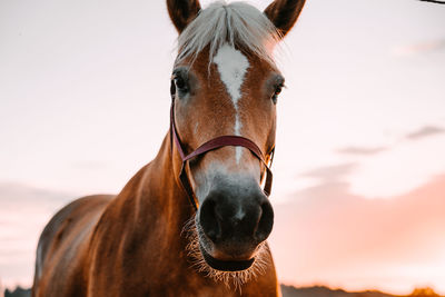 Close-up portrait of horse standing against sky during sunset