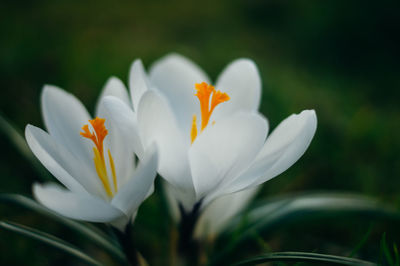 Close-up of white crocus blooming outdoors