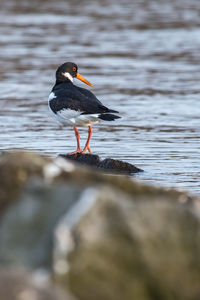 Bird perching on a lake