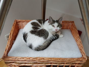 Cat in basket