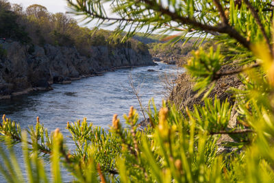 Scenic view of sea against trees