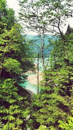 Trees in forest
