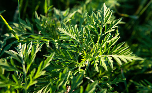 Close-up of fresh green plants