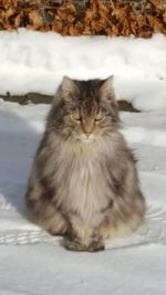 Cat sitting on snow