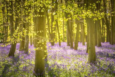 Purple flowers blooming in forest