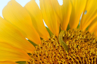 Close-up of yellow flowering plant