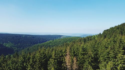 Scenic view of pine trees against clear sky