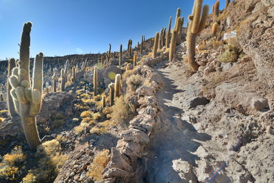 Cactus against clear sky