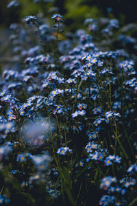 Close-up of flowers growing on land