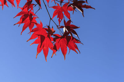 Low angle view of maple tree against clear blue sky