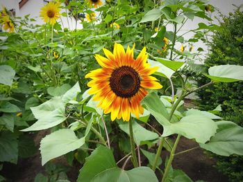 Close-up of yellow flowers blooming outdoors