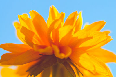 Close-up of yellow flower