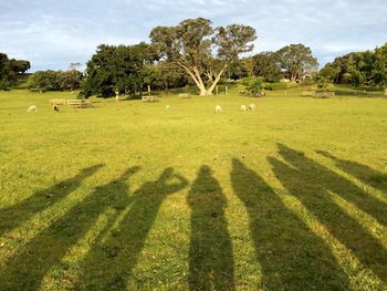Trees on grassy field