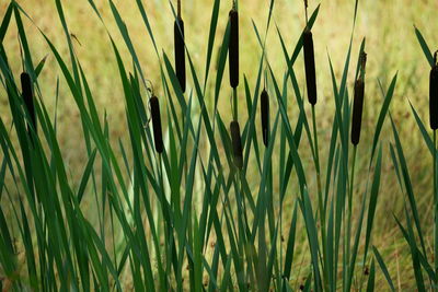 Close-up of stalks in field
