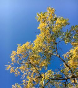 Low angle view of yellow flower tree against blue sky