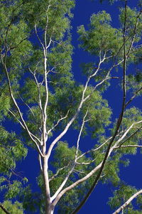 Low angle view of tree against clear blue sky