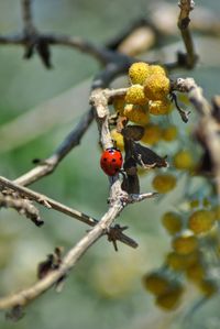 Close-up of ladybug on branch