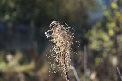 Close-up of wilted plant