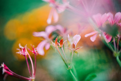 Close-up of pink flowering plant